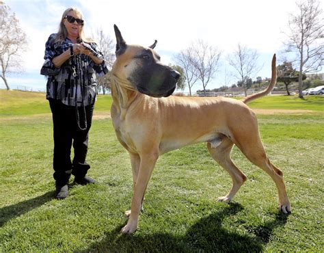 great dane cock|Alisons 1st knot with Sam a great dane